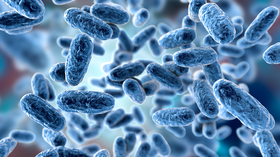 BORDETELLA REALTIME PCR KIT